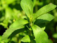 A stevia plant, known as "sweet herb", o
