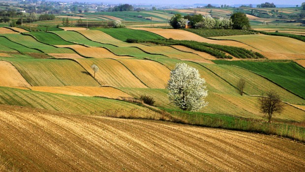 Prezzario Agricoltura Regione SIcilia 2015