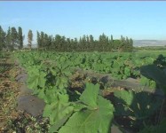 Coltivazione di Okra o Gumbo