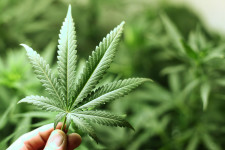 La filiera della Cannabis Sativa è una Utopia?