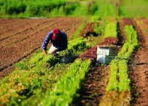 PSR CAMPANIA 2014 - 2020 misura 6.1 insediamento giovani in agricoltura