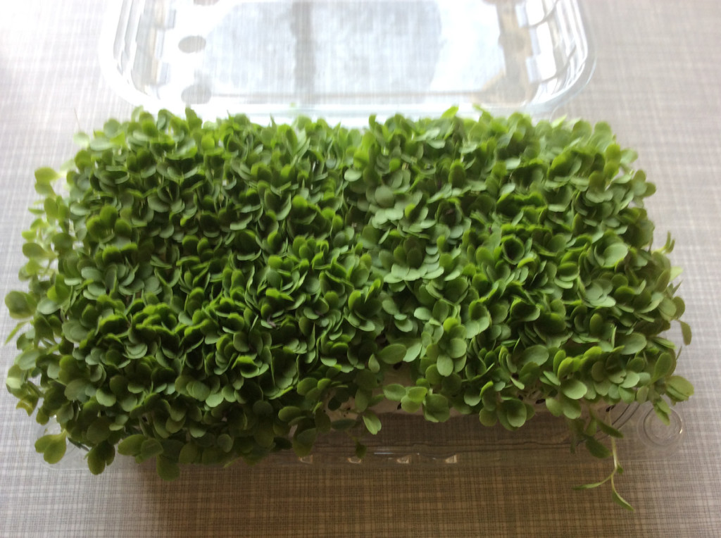 Micorgreens 8 giorni