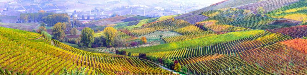 bando ismea foto terra e vita