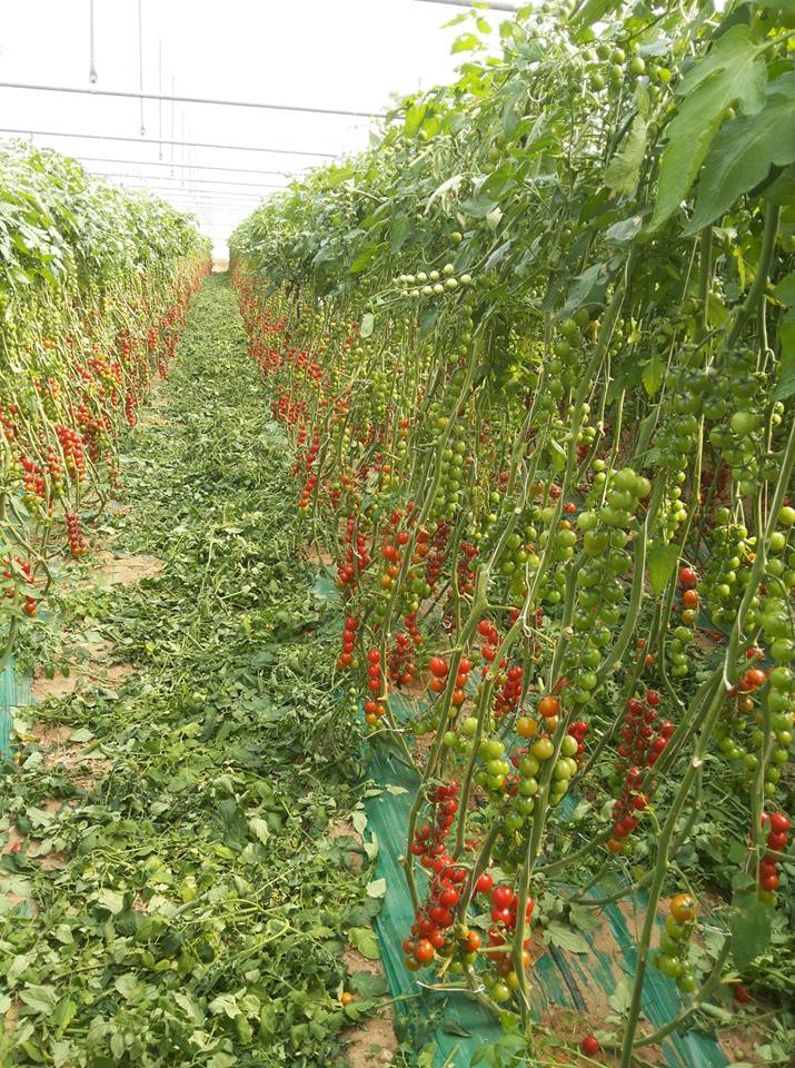Coltivazione pomodoro a sistema agro omeopatico