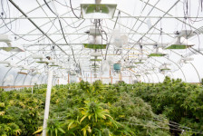 Cannabis in serra