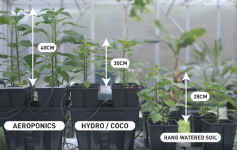 Il sistema aeroponico fa crescere le piante più velocemente