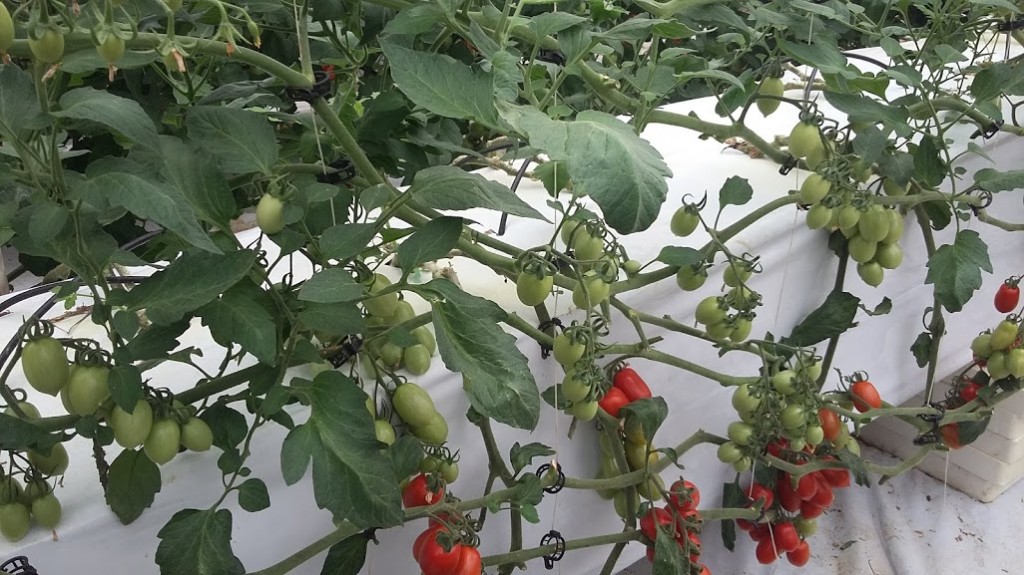 Produzione di Pomodoro su letti a sistema aeroponico