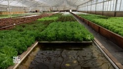 L'acquaponica, un sistema di agricoltura che non utilizza suolo, utilizza anche molta meno acqua rispetto all'agricoltura tradizionale
