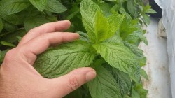 Coltivazione aeroponica di piante arometiche ed officinali. Menta.