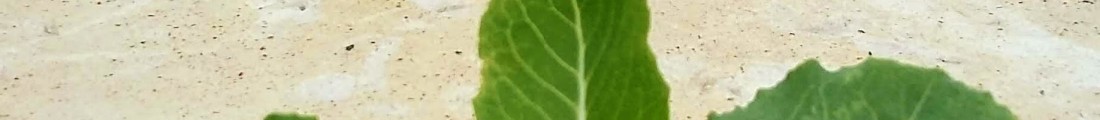Finanziamenti Agricoltura | Bandi Regionali e Agro Notizie