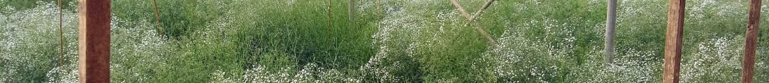 Finanziamenti Agricoltura | Bandi Regionali e Agro Notizie