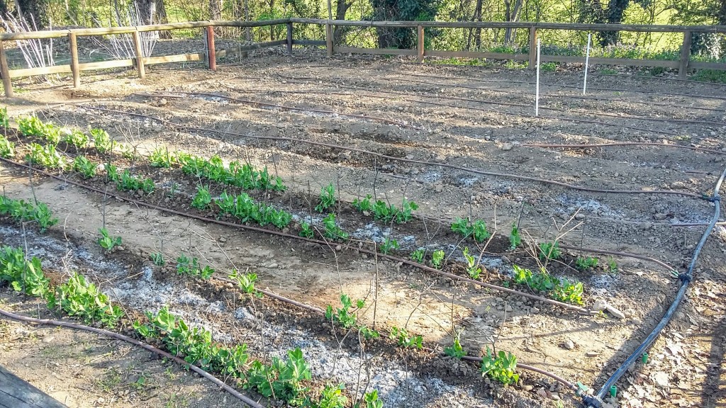 Agricoltura Urbana Parco di Monza