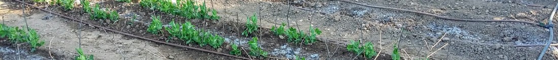 Finanziamenti Agricoltura | Bandi Regionali e Agro Notizie