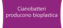cianobatteri-che-producono-bio-plastica
