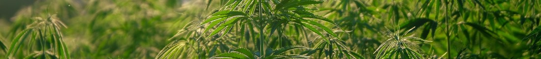 Finanziamenti Agricoltura | Bandi Regionali e Agro Notizie