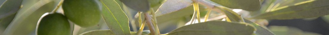 Finanziamenti Agricoltura | Bandi Regionali e Agro Notizie