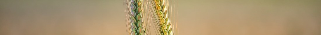 Finanziamenti Agricoltura | Bandi Regionali e Agro Notizie