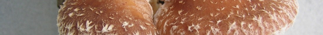 Finanziamenti Agricoltura | Bandi Regionali e Agro Notizie