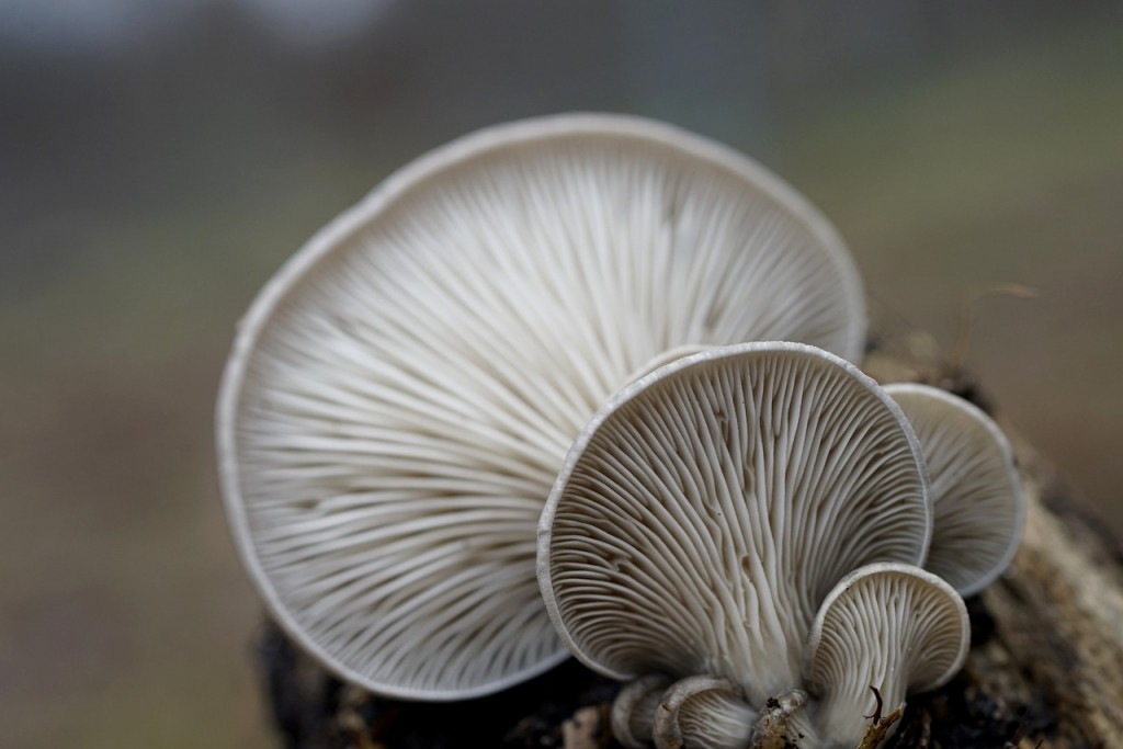 Foto di jhenning da Pixabay