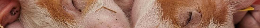 Finanziamenti Agricoltura | Bandi Regionali e Agro Notizie