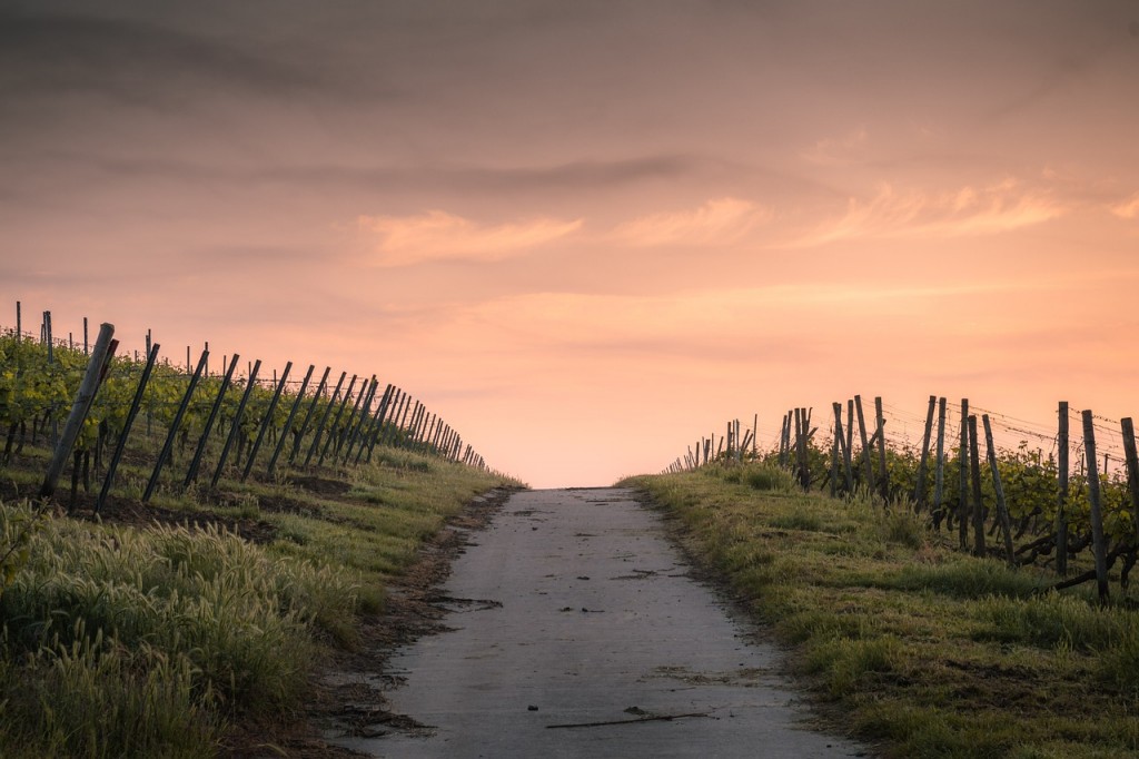 Foto di Pexels da Pixabay