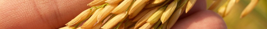 Finanziamenti Agricoltura | Bandi Regionali e Agro Notizie