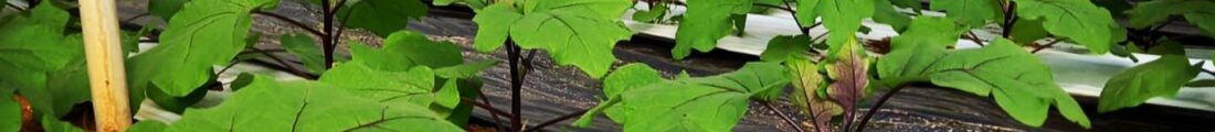 Finanziamenti Agricoltura | Bandi Regionali e Agro Notizie