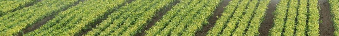 Finanziamenti Agricoltura | Bandi Regionali e Agro Notizie