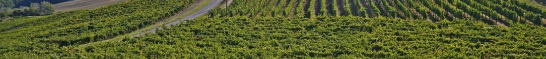 Finanziamenti Agricoltura | Bandi Regionali e Agro Notizie