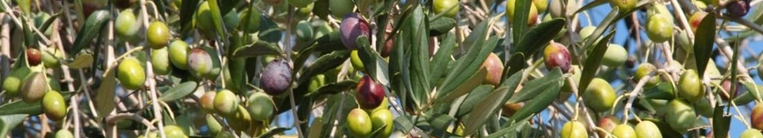 Finanziamenti Agricoltura | Bandi Regionali e Agro Notizie Finanziamenti Agricoltura | Bandi Regionali e Agro Notizie